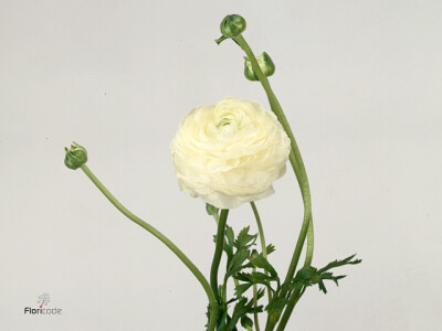 Ranunculus asiaticus 'Elegance White'