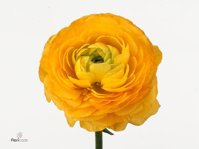 Ranunculus asiaticus 'Elegance Yellow'