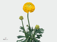 Ranunculus 'Highlight Yellow'