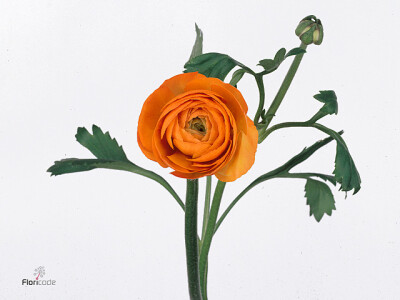 Ranunculus asiaticus 'Elegance Orange'