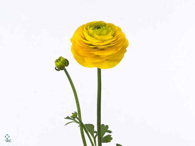 Ranunculus 'Pauline Gold'