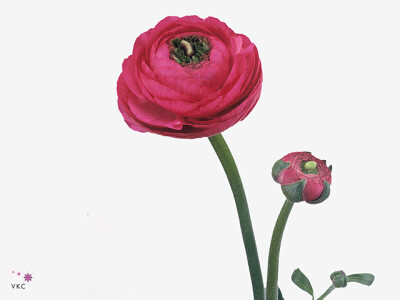 Ranunculus asiaticus 'Elegance Hot Pink'