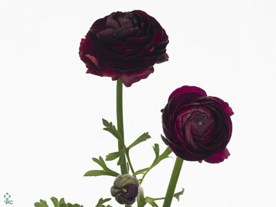 Ranunculus asiaticus Aazur Black Jack