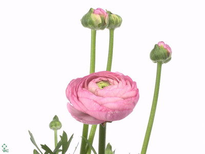 Ranunculus asiaticus Giga Pink