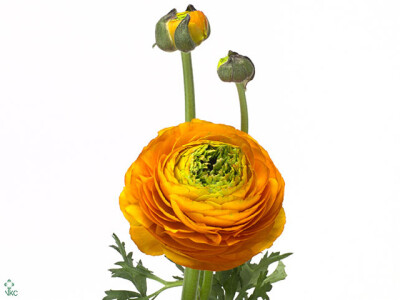 Ranunculus asiaticus Giga Orange