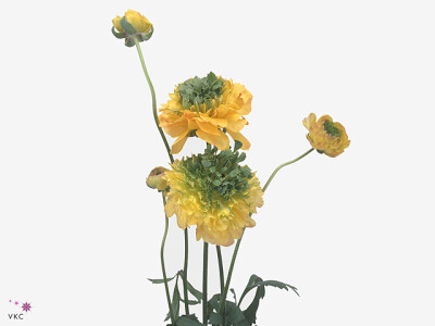 Ranunculus asiaticus 'Reinette Gold'