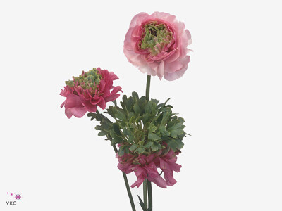 Ranunculus asiaticus 'Reinette Pink'