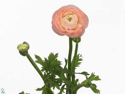 Ranunculus asiaticus 'Elegance Pastel'