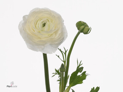 Ranunculus asiaticus 'Amandine White'