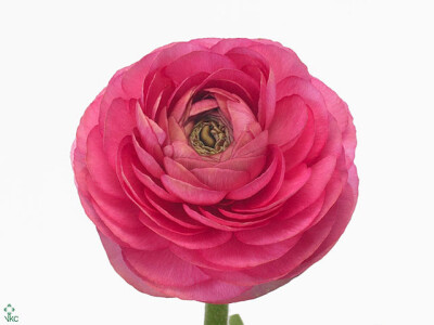 Ranunculus asiaticus 'Amandine Rose'