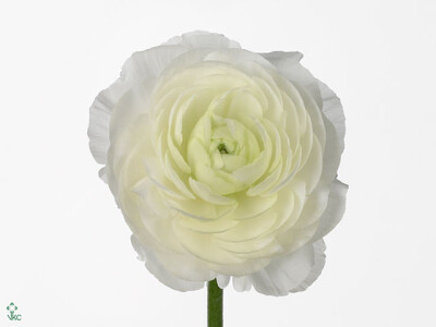 Ranunculus asiaticus 'Victoria White'