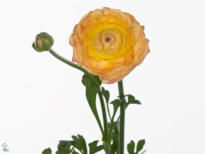 Ranunculus asiaticus 'Andrea Cappuccino'