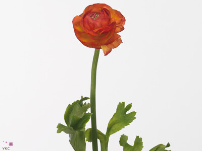 Ranunculus asiaticus Success Elios