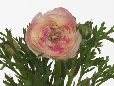 Ranunculus asiaticus 'Elegance White Sfumato'