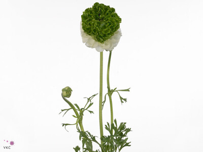 Ranunculus asiaticus 'Festival White Green'