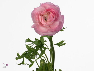 Ranunculus asiaticus 'Amandine Pink'