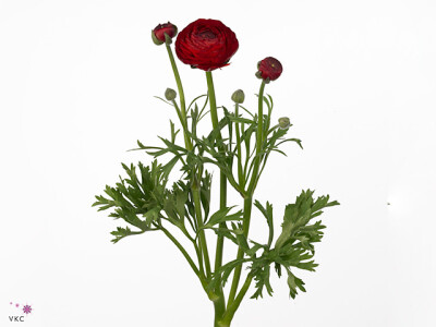 Ranunculus asiaticus Aazur Red Baron