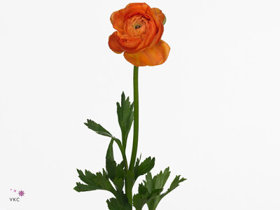 Ranunculus asiaticus 'Amandine Mandarine'