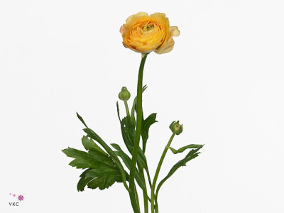 Ranunculus asiaticus 'Amandine Yellow Pastel'