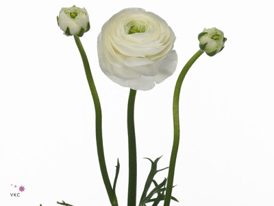 Ranunculus asiaticus Succes Firenze