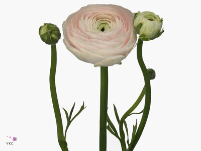 Ranunculus asiaticus Succes Hanoi