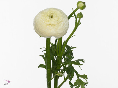 Ranunculus asiaticus 'Aazur White'