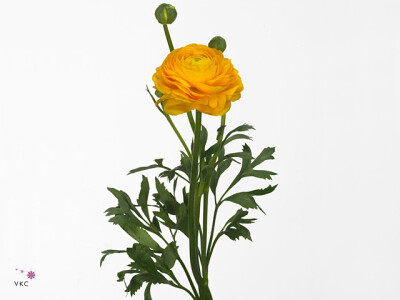 Ranunculus asiaticus 'Aazur Yellow'