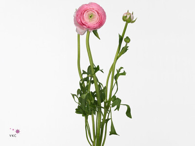 Ranunculus asiaticus 'Aazur Pink'