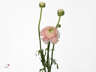 Ranunculus asiaticus 'Aazur Light Pink'