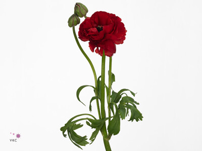Ranunculus asiaticus 'Aazur Red'