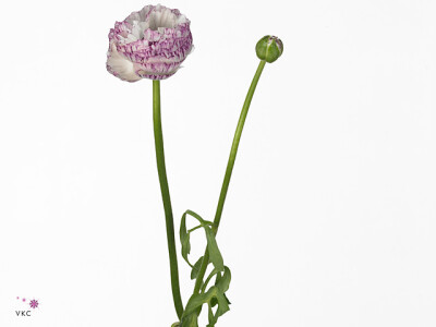 Ranunculus asiaticus 'Aazur White Striped'