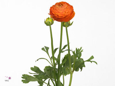 Ranunculus asiaticus 'Aazur Orange'