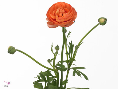 Ranunculus asiaticus 'Aazur Apricot'