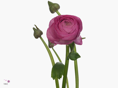 Ranunculus asiaticus 'Elegance Dark Pink'
