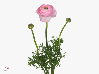 Ranunculus asiaticus 'Amandine Rose Giusy'