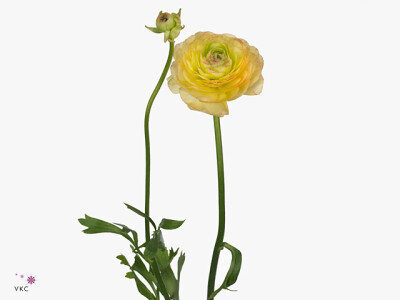 Ranunculus asiaticus 'Amandine Yellow Picotee'