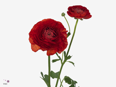 Ranunculus asiaticus 'Amandine Scarlet'