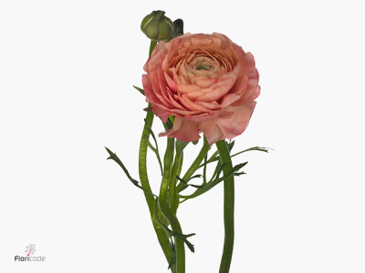 Ranunculus asiaticus 'Elegance Salmon'