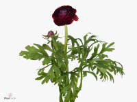 Ranunculus asiaticus 'Aazur Bordeaux'