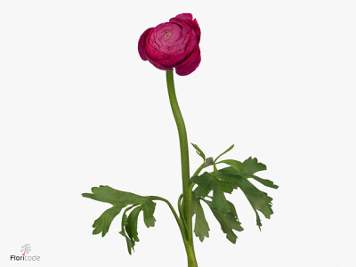 Ranunculus asiaticus 'Aazur Deep Rose'