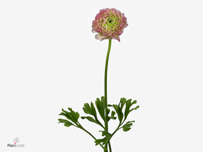 Ranunculus asiaticus Pon Pon Malva