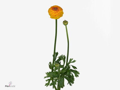 Ranunculus asiaticus 'Aazur Orange Stripes'