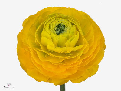Ranunculus asiaticus Pon Pon Luna