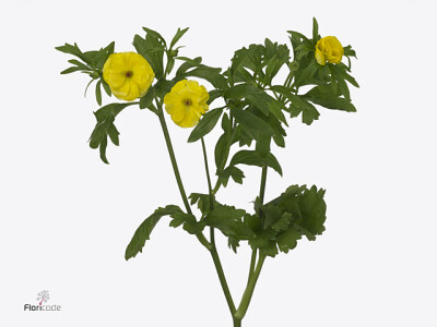Ranunculus Butterfly Phytalos