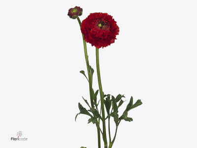 Ranunculus asiaticus Pon Pon Draco