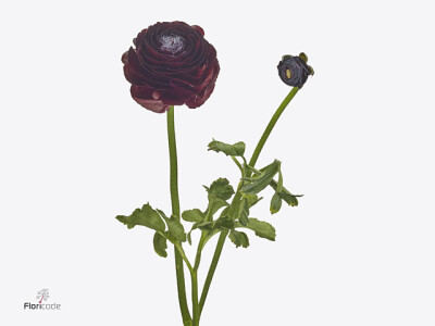 Ranunculus asiaticus Success Nerone