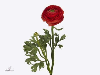 Ranunculus asiaticus Success Sangria