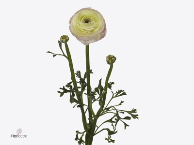 Ranunculus asiaticus Success Felicidade