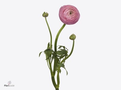 Ranunculus asiaticus 'Aazur Rose'