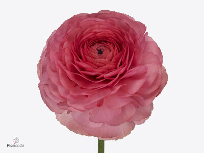 Ranunculus asiaticus Success Fragolino